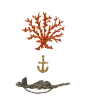 Coral & Tusk